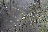  ( - EDNA21-0061463)  @11 [ ] CreativeCommons Attribution NonCommercial ShareAlike (2021) Markus Ruhsam Royal Botanic Garden, Edinburgh