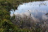  ( - EDNA21-0061463)  @11 [ ] CreativeCommons Attribution NonCommercial ShareAlike (2021) Markus Ruhsam Royal Botanic Garden, Edinburgh