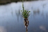  ( - EDNA21-0061463)  @11 [ ] CreativeCommons Attribution NonCommercial ShareAlike (2021) Markus Ruhsam Royal Botanic Garden, Edinburgh