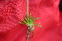  ( - EDNA21-0061463)  @11 [ ] CreativeCommons Attribution NonCommercial ShareAlike (2021) Markus Ruhsam Royal Botanic Garden, Edinburgh