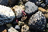  ( - EDNA21-0061464)  @11 [ ] CreativeCommons Attribution NonCommercial ShareAlike (2021) Markus Ruhsam Royal Botanic Garden, Edinburgh