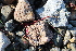  ( - EDNA21-0061464)  @11 [ ] CreativeCommons Attribution NonCommercial ShareAlike (2021) Markus Ruhsam Royal Botanic Garden, Edinburgh