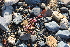  ( - EDNA21-0061464)  @11 [ ] CreativeCommons Attribution NonCommercial ShareAlike (2021) Markus Ruhsam Royal Botanic Garden, Edinburgh