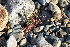  ( - EDNA21-0061464)  @11 [ ] CreativeCommons Attribution NonCommercial ShareAlike (2021) Markus Ruhsam Royal Botanic Garden, Edinburgh