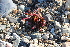  ( - EDNA21-0061464)  @11 [ ] CreativeCommons Attribution NonCommercial ShareAlike (2021) Markus Ruhsam Royal Botanic Garden, Edinburgh