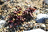  ( - EDNA21-0061464)  @11 [ ] CreativeCommons Attribution NonCommercial ShareAlike (2021) Markus Ruhsam Royal Botanic Garden, Edinburgh