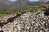  ( - EDNA21-0061464)  @11 [ ] CreativeCommons Attribution NonCommercial ShareAlike (2021) Markus Ruhsam Royal Botanic Garden, Edinburgh