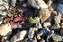  ( - EDNA21-0061464)  @11 [ ] CreativeCommons Attribution NonCommercial ShareAlike (2021) Markus Ruhsam Royal Botanic Garden, Edinburgh