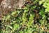  ( - EDNA21-0061486)  @11 [ ] CreativeCommons Attribution NonCommercial ShareAlike (2021) Markus Ruhsam Royal Botanic Garden, Edinburgh