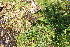 ( - EDNA21-0061486)  @11 [ ] CreativeCommons Attribution NonCommercial ShareAlike (2021) Markus Ruhsam Royal Botanic Garden, Edinburgh