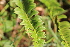  ( - EDNA21-0061486)  @11 [ ] CreativeCommons Attribution NonCommercial ShareAlike (2021) Markus Ruhsam Royal Botanic Garden, Edinburgh