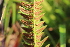  ( - EDNA21-0061486)  @11 [ ] CreativeCommons Attribution NonCommercial ShareAlike (2021) Markus Ruhsam Royal Botanic Garden, Edinburgh