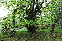  ( - EDNA21-0060779)  @11 [ ] CreativeCommons Attribution NonCommercial ShareAlike (2021) Markus Ruhsam Royal Botanic Garden, Edinburgh