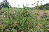  ( - EDNA21-0061472)  @11 [ ] CreativeCommons Attribution NonCommercial ShareAlike (2021) Markus Ruhsam Royal Botanic Garden, Edinburgh