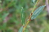  ( - EDNA21-0061472)  @11 [ ] CreativeCommons Attribution NonCommercial ShareAlike (2021) Markus Ruhsam Royal Botanic Garden, Edinburgh
