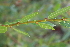  ( - EDNA21-0061472)  @11 [ ] CreativeCommons Attribution NonCommercial ShareAlike (2021) Markus Ruhsam Royal Botanic Garden, Edinburgh