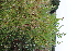  ( - EDNA21-0061473)  @11 [ ] CreativeCommons Attribution NonCommercial ShareAlike (2021) Markus Ruhsam Royal Botanic Garden, Edinburgh