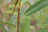  ( - EDNA21-0061473)  @11 [ ] CreativeCommons Attribution NonCommercial ShareAlike (2021) Markus Ruhsam Royal Botanic Garden, Edinburgh