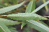  ( - EDNA21-0061473)  @11 [ ] CreativeCommons Attribution NonCommercial ShareAlike (2021) Markus Ruhsam Royal Botanic Garden, Edinburgh