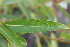  ( - EDNA21-0061473)  @11 [ ] CreativeCommons Attribution NonCommercial ShareAlike (2021) Markus Ruhsam Royal Botanic Garden, Edinburgh