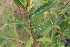  ( - EDNA21-0061473)  @11 [ ] CreativeCommons Attribution NonCommercial ShareAlike (2021) Markus Ruhsam Royal Botanic Garden, Edinburgh