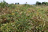  ( - EDNA21-0061475)  @11 [ ] CreativeCommons Attribution NonCommercial ShareAlike (2021) Markus Ruhsam Royal Botanic Garden, Edinburgh