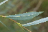  ( - EDNA21-0061475)  @11 [ ] CreativeCommons Attribution NonCommercial ShareAlike (2021) Markus Ruhsam Royal Botanic Garden, Edinburgh