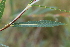  ( - EDNA21-0061475)  @11 [ ] CreativeCommons Attribution NonCommercial ShareAlike (2021) Markus Ruhsam Royal Botanic Garden, Edinburgh
