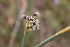  ( - EDNA21-0061477)  @11 [ ] CreativeCommons Attribution NonCommercial ShareAlike (2021) Markus Ruhsam Royal Botanic Garden, Edinburgh