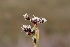  ( - EDNA21-0061477)  @11 [ ] CreativeCommons Attribution NonCommercial ShareAlike (2021) Markus Ruhsam Royal Botanic Garden, Edinburgh