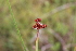  ( - EDNA21-0061477)  @11 [ ] CreativeCommons Attribution NonCommercial ShareAlike (2021) Markus Ruhsam Royal Botanic Garden, Edinburgh