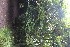  ( - EDNA21-0061482)  @11 [ ] CreativeCommons Attribution NonCommercial ShareAlike (2021) Markus Ruhsam Royal Botanic Garden, Edinburgh