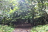  ( - EDNA21-0061482)  @11 [ ] CreativeCommons Attribution NonCommercial ShareAlike (2021) Markus Ruhsam Royal Botanic Garden, Edinburgh