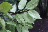  ( - EDNA21-0061482)  @11 [ ] CreativeCommons Attribution NonCommercial ShareAlike (2021) Markus Ruhsam Royal Botanic Garden, Edinburgh