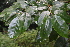  ( - EDNA21-0061482)  @11 [ ] CreativeCommons Attribution NonCommercial ShareAlike (2021) Markus Ruhsam Royal Botanic Garden, Edinburgh