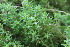  ( - EDNA21-0061483)  @11 [ ] CreativeCommons Attribution NonCommercial ShareAlike (2021) Markus Ruhsam Royal Botanic Garden, Edinburgh