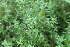  ( - EDNA21-0061483)  @11 [ ] CreativeCommons Attribution NonCommercial ShareAlike (2021) Markus Ruhsam Royal Botanic Garden, Edinburgh