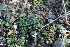  ( - EDNA22-0062383)  @11 [ ] NonCommercial ShareAlike (2023) Markus Ruhsam Royal Botanic Garden Edinburgh