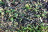  ( - EDNA22-0062383)  @11 [ ] NonCommercial ShareAlike (2023) Markus Ruhsam Royal Botanic Garden Edinburgh