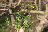  ( - EDNA22-0062383)  @11 [ ] NonCommercial ShareAlike (2023) Markus Ruhsam Royal Botanic Garden Edinburgh
