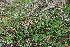  ( - EDNA22-0062364)  @11 [ ] NonCommercial ShareAlike (2023) Markus Ruhsam Royal Botanic Garden Edinburgh