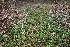  ( - EDNA22-0062364)  @11 [ ] NonCommercial ShareAlike (2023) Markus Ruhsam Royal Botanic Garden Edinburgh