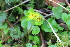  ( - EDNA22-0062364)  @11 [ ] NonCommercial ShareAlike (2023) Markus Ruhsam Royal Botanic Garden Edinburgh