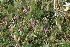  ( - EDNA22-0062376)  @11 [ ] NonCommercial ShareAlike (2023) Markus Ruhsam Royal Botanic Garden Edinburgh