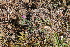  ( - EDNA22-0062376)  @11 [ ] NonCommercial ShareAlike (2023) Markus Ruhsam Royal Botanic Garden Edinburgh