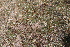  ( - EDNA22-0062376)  @11 [ ] NonCommercial ShareAlike (2023) Markus Ruhsam Royal Botanic Garden Edinburgh