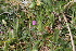  (Vicia lathyroides - EDNA22-0062376)  @11 [ ] NonCommercial ShareAlike (2023) Markus Ruhsam Royal Botanic Garden Edinburgh
