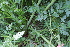  ( - EDNA22-0062524)  @11 [ ] NonCommercial ShareAlike (2023) Markus Ruhsam Royal Botanic Garden Edinburgh