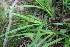  (Carex sylvatica - EDNA22-0062553)  @11 [ ] NonCommercial ShareAlike (2023) Markus Ruhsam Royal Botanic Garden Edinburgh
