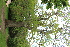  ( - EDNA22-0062555)  @11 [ ] NonCommercial ShareAlike (2023) Markus Ruhsam Royal Botanic Garden Edinburgh